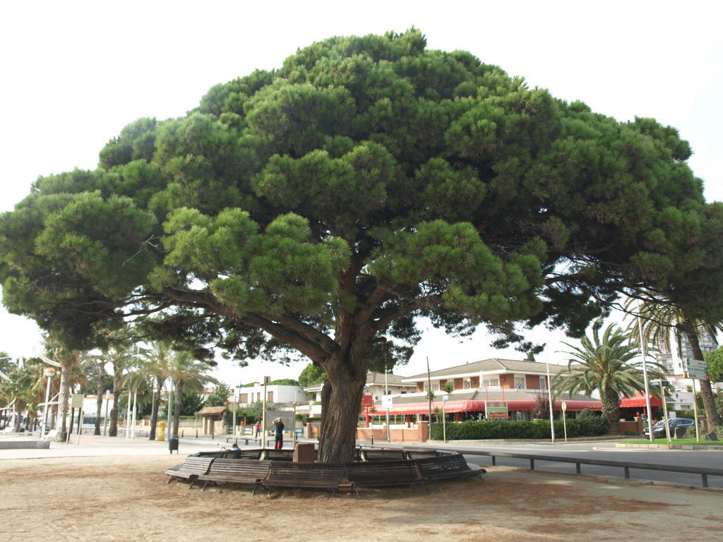 Apartaments Geminis Cambrils Room photo